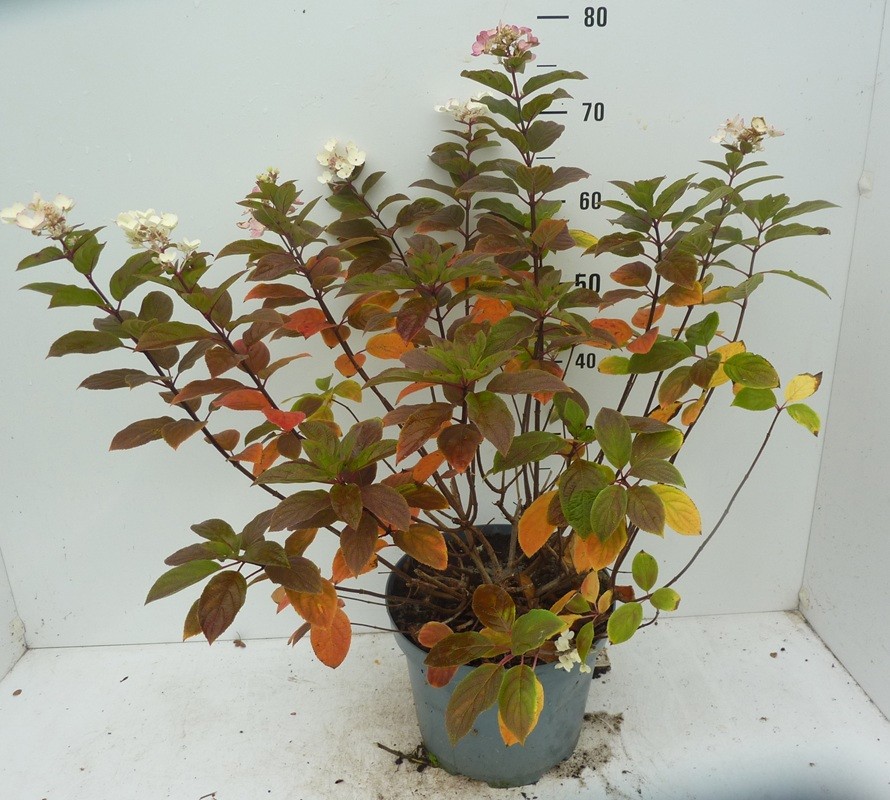 Hydrangea paniculata Magical Fire Light ®, D 27