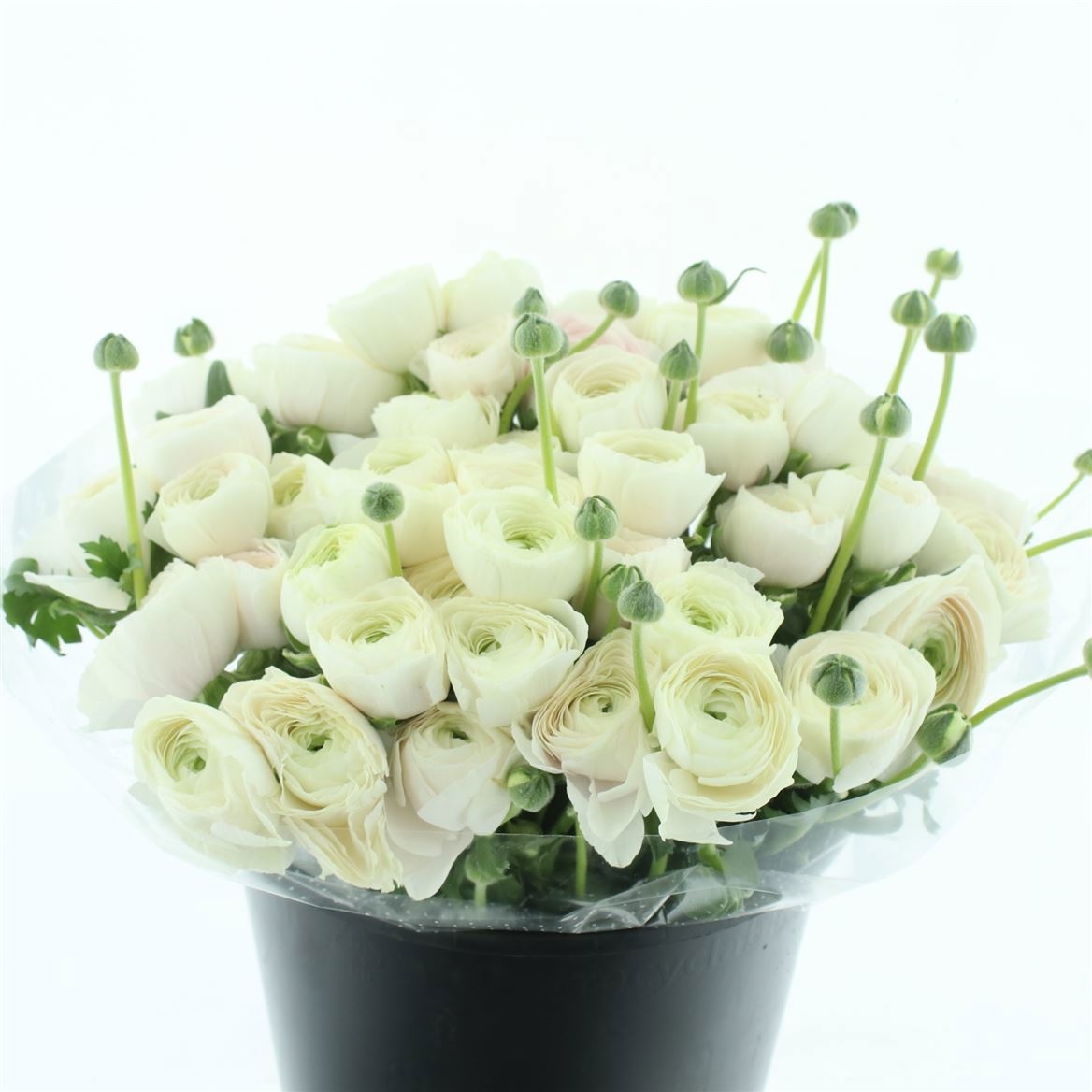 Ранункулус Саксесс Ханой 40, шт.