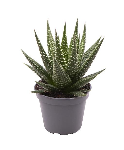 HAWORTHIA FASCIATA, D 6