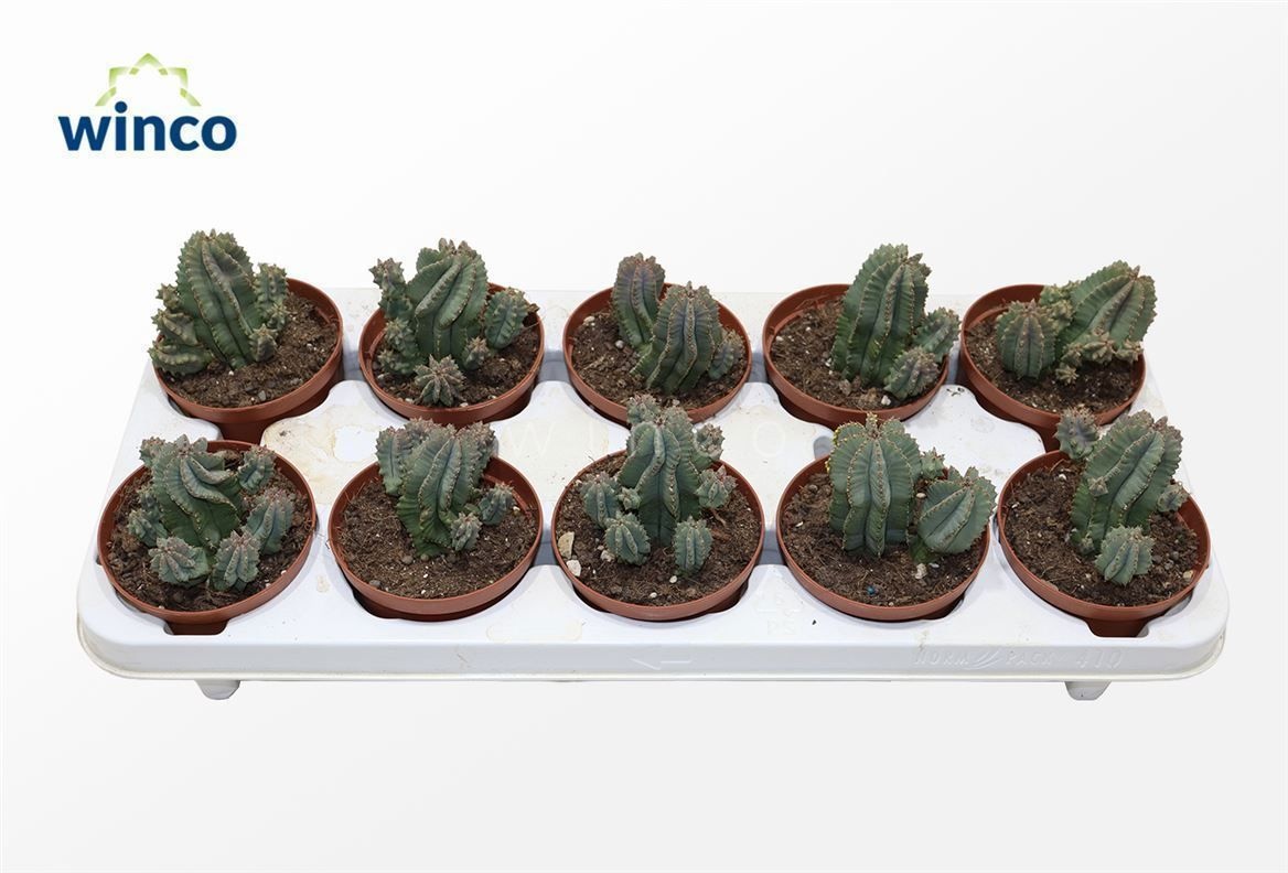 Euphorbia Fructicosa Inermis, D 10,5