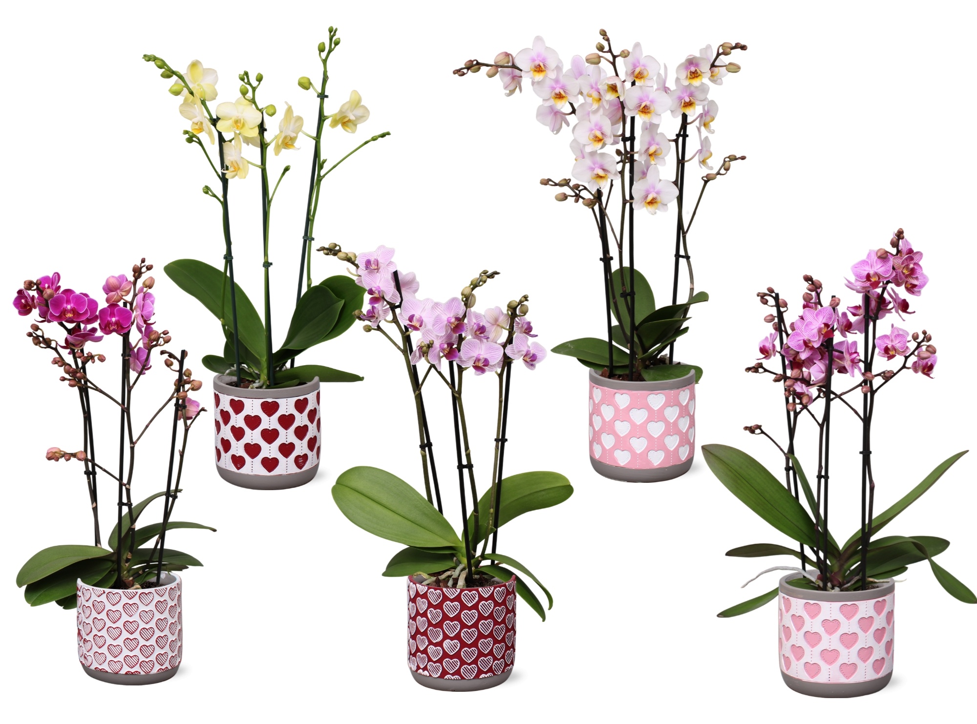 Phal. Multi 3-tak mix in keramiek BGC021, D 12