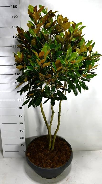 Magnolia grand. 'Little Gem', D 48