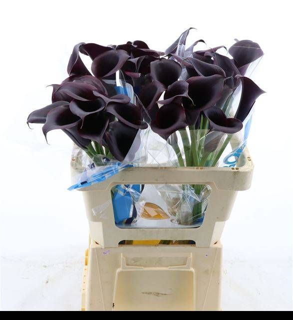 Калла Одесса 55, шт.