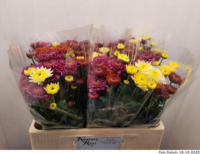 Хризантема куст. Микс 55, шт. Хризантема куст. Микс 55, шт.