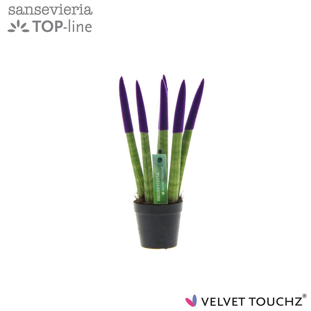 Sansevieria VELVET TOUCHZ® Paars, D 6