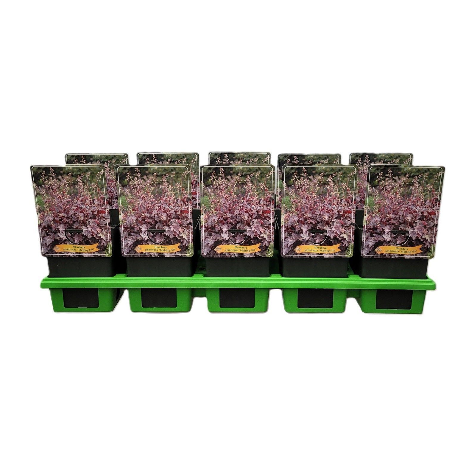 Heuchera americana 'Melting Fire' P11, D 11 cm Heuchera americana 'Melting Fire' P11, D 11 cm