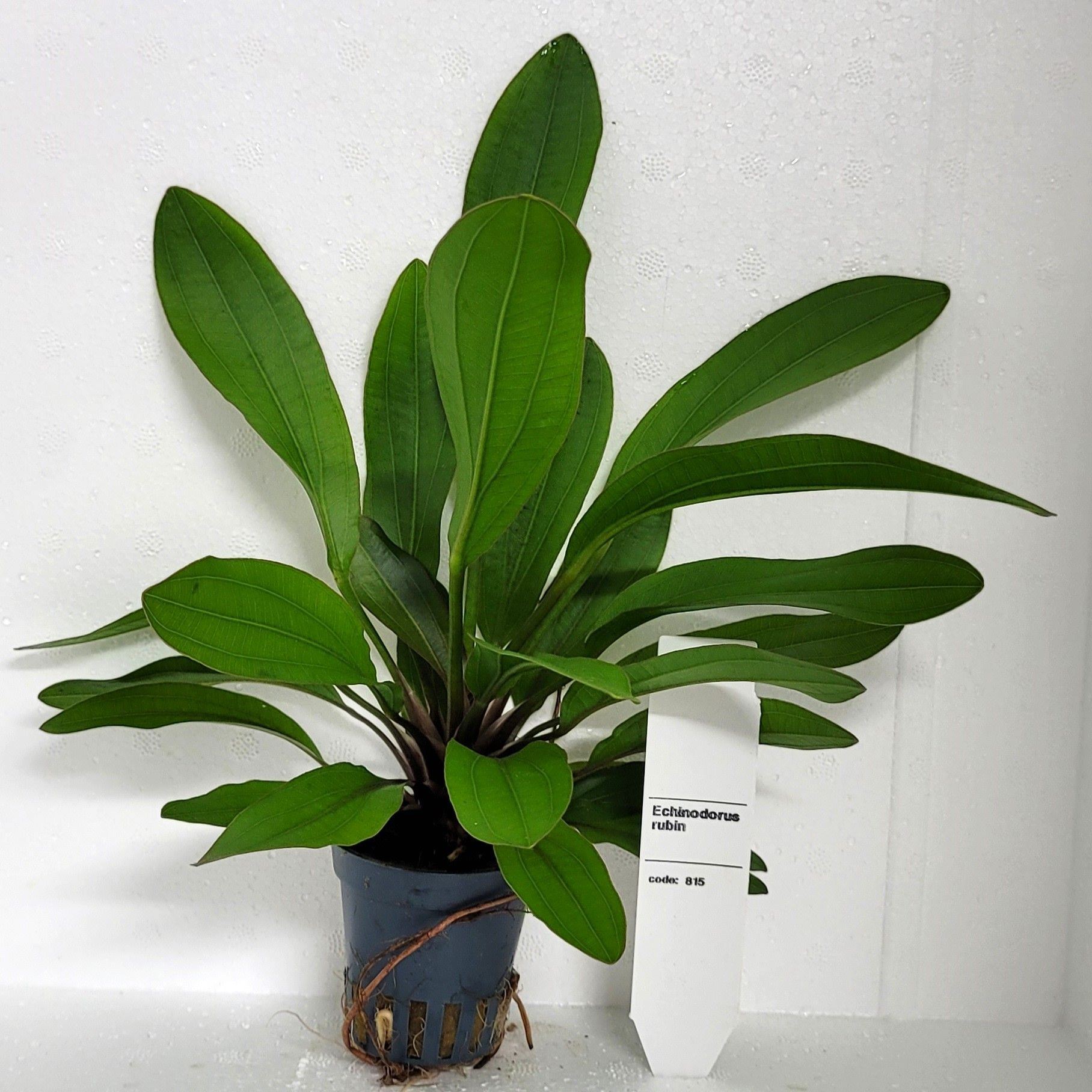 Echinodorus "rubin", D 5