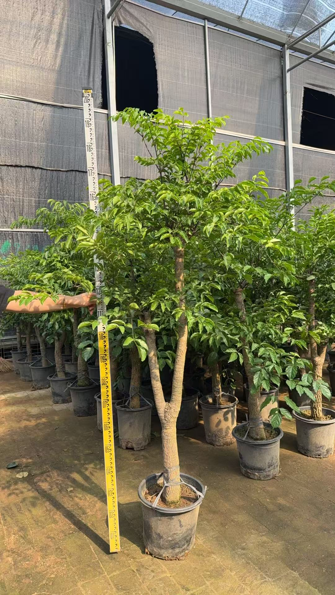 Радермачера синика Лаки Три 32 180/200 32 180