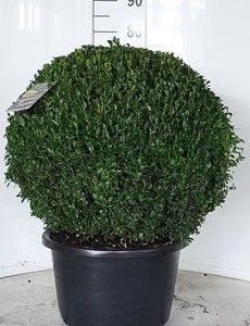 Buxus sempervirens bol 60, D 38