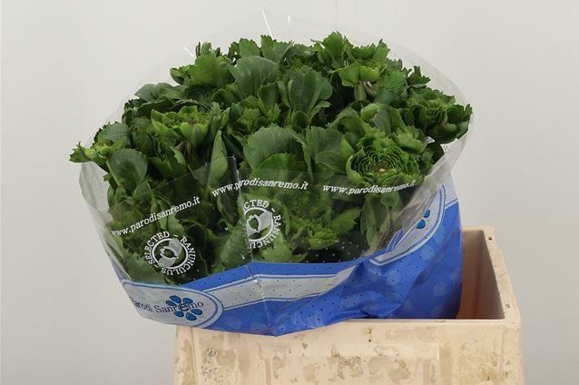 Ранункулус Пон Пон Питер Пэн 40 (зел.), шт.