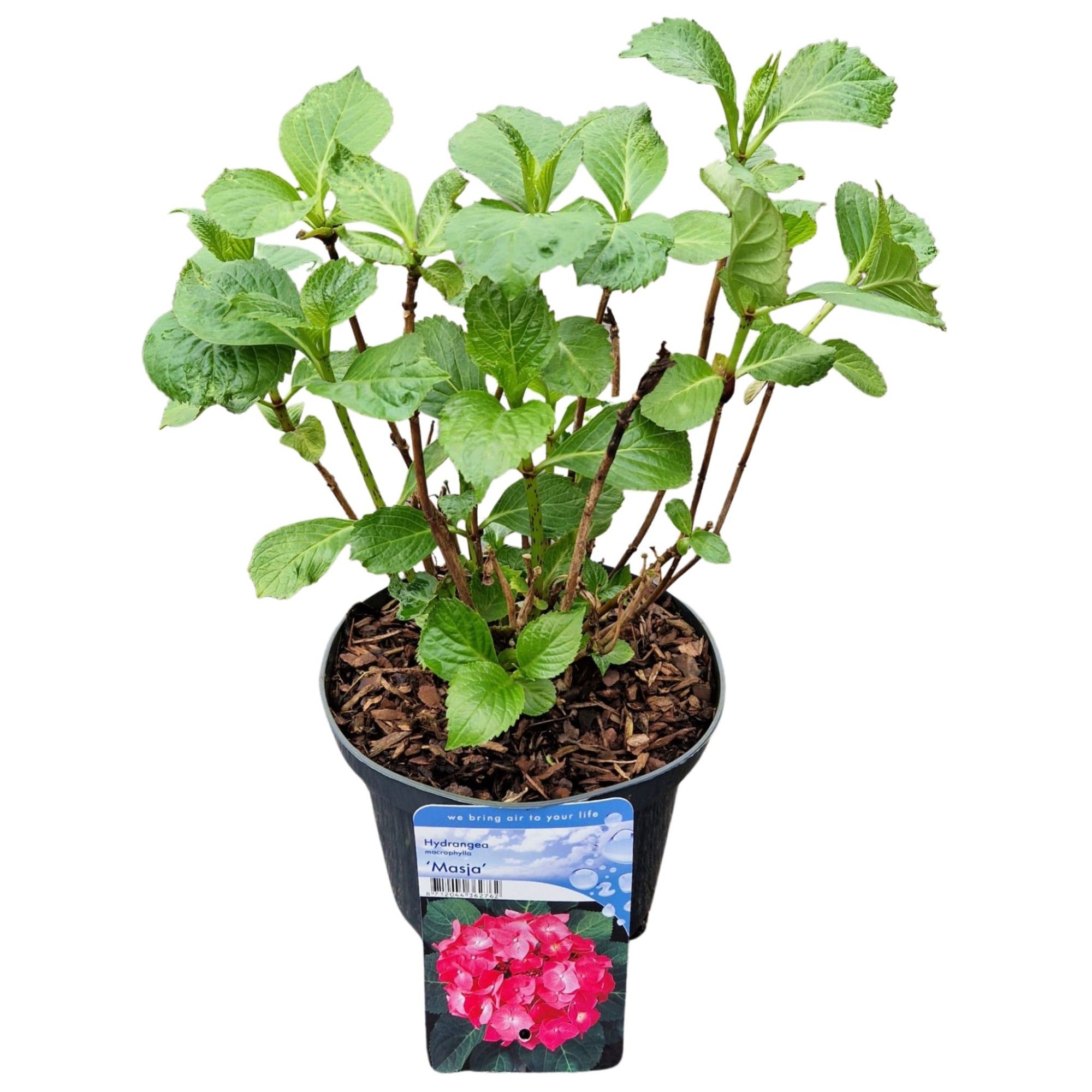 Hydrangea macr. 'Red', D 17