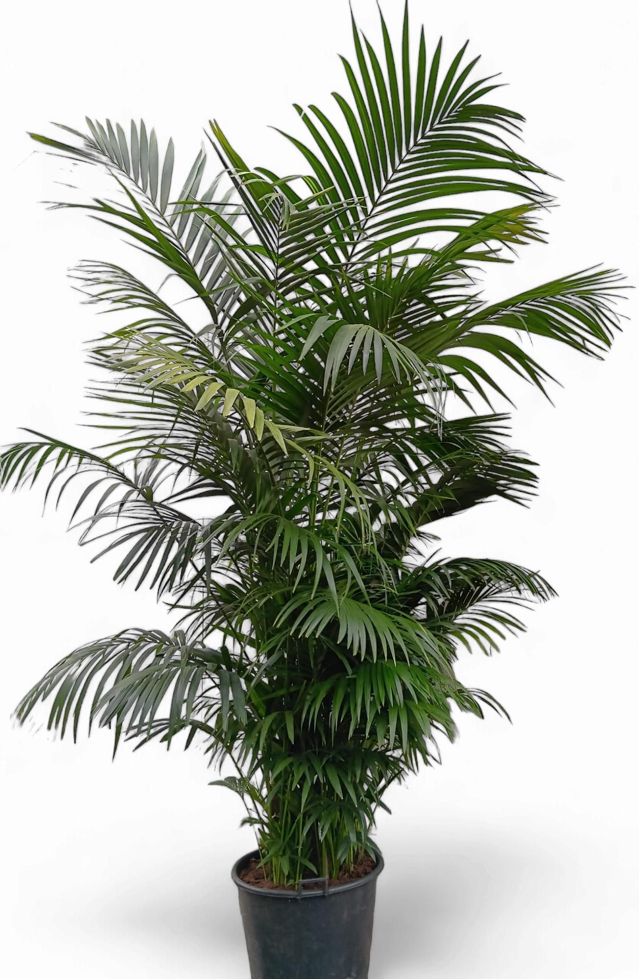 Howea forsteriana, D 50 cm