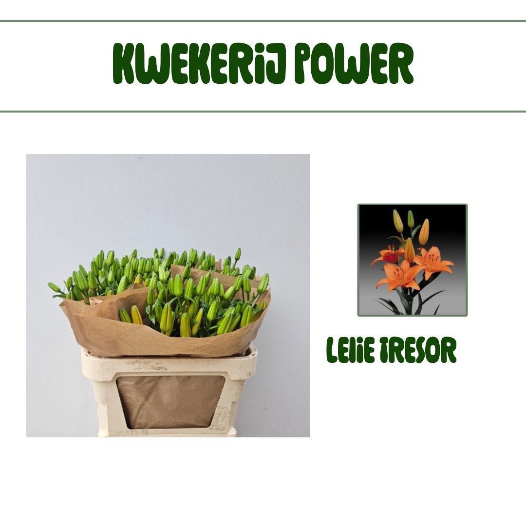 Лилия Трезор 65, шт.