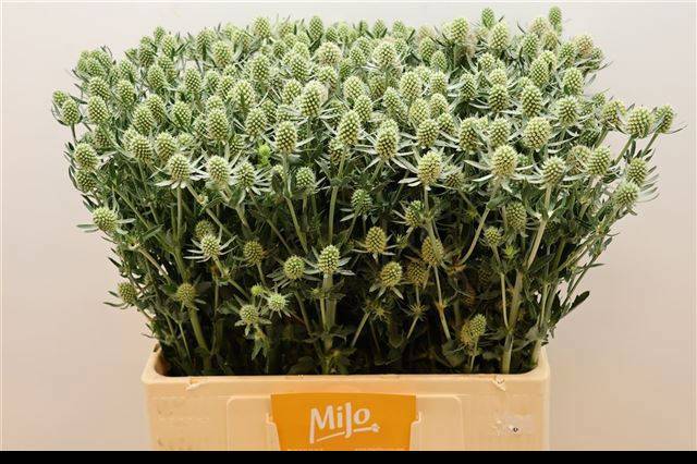 Эрингиум Вайт Глиттер 60, шт.