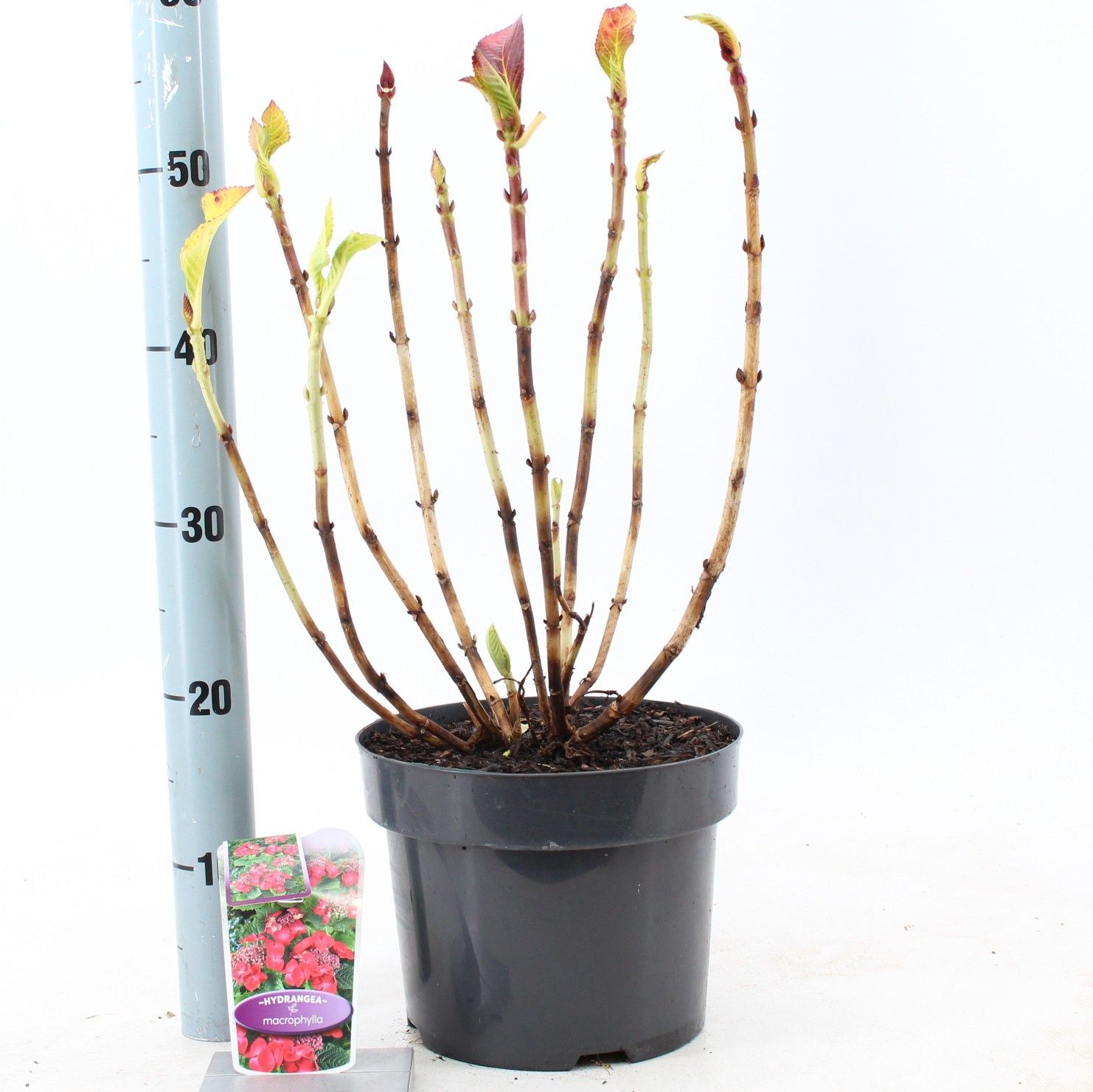 Hydrangea macr. Rood (scherm), D 23