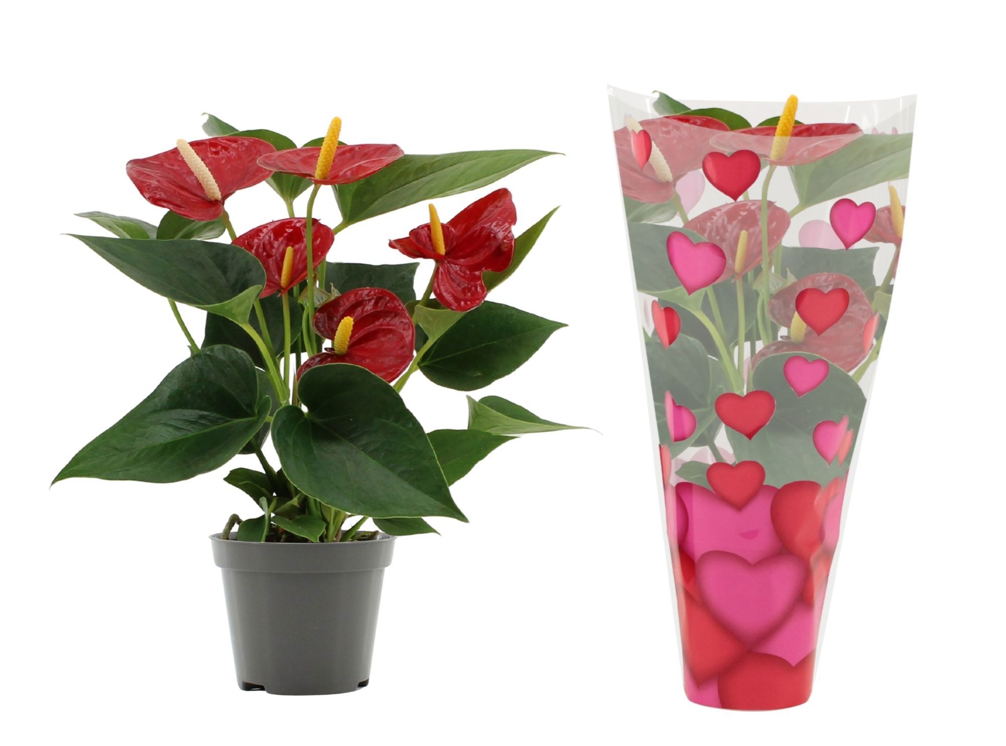Anthurium Diamond Red in heart sleeve Lilly, D 9 cm