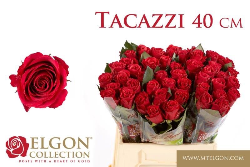 Роза од. Такази+ 40, шт.