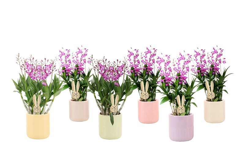 Dolomite p12 Morgan cozy mix Dendrobium Berry Oda 06T40+, D 12