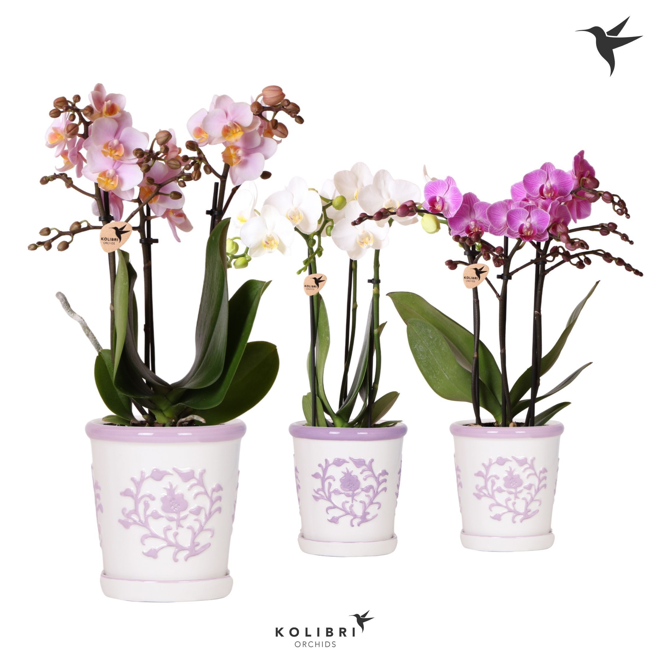 Kolibri Orchids Phalaenopsis mix 3 spike in Malaga pot lila mix, D 9