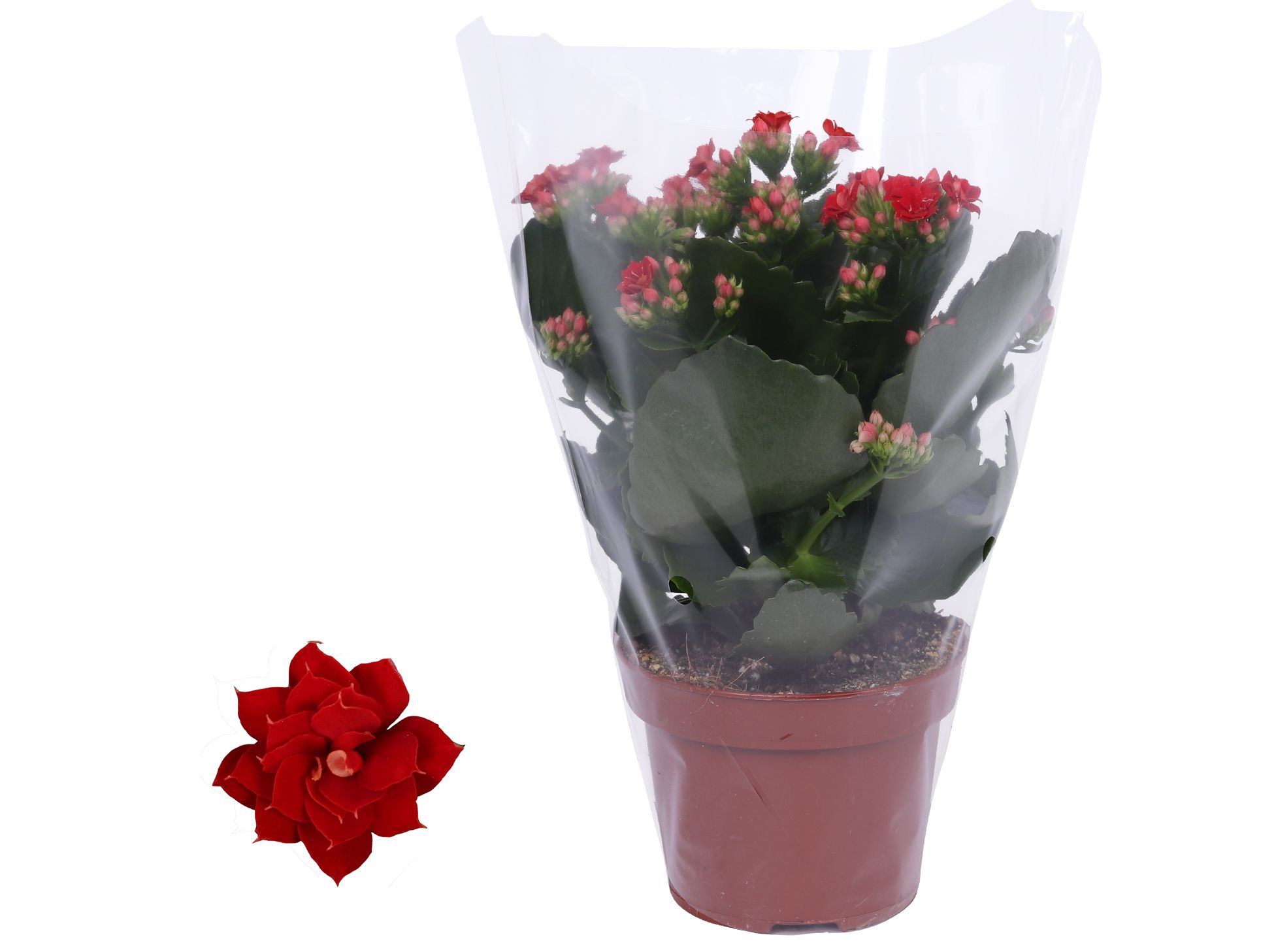 Kalanchoe Rosalina 12cm Don Justino rood, Blanco hoes, D 12 cm Kalanchoe Rosalina 12cm Don Justino rood, Blanco hoes, D 12 cm