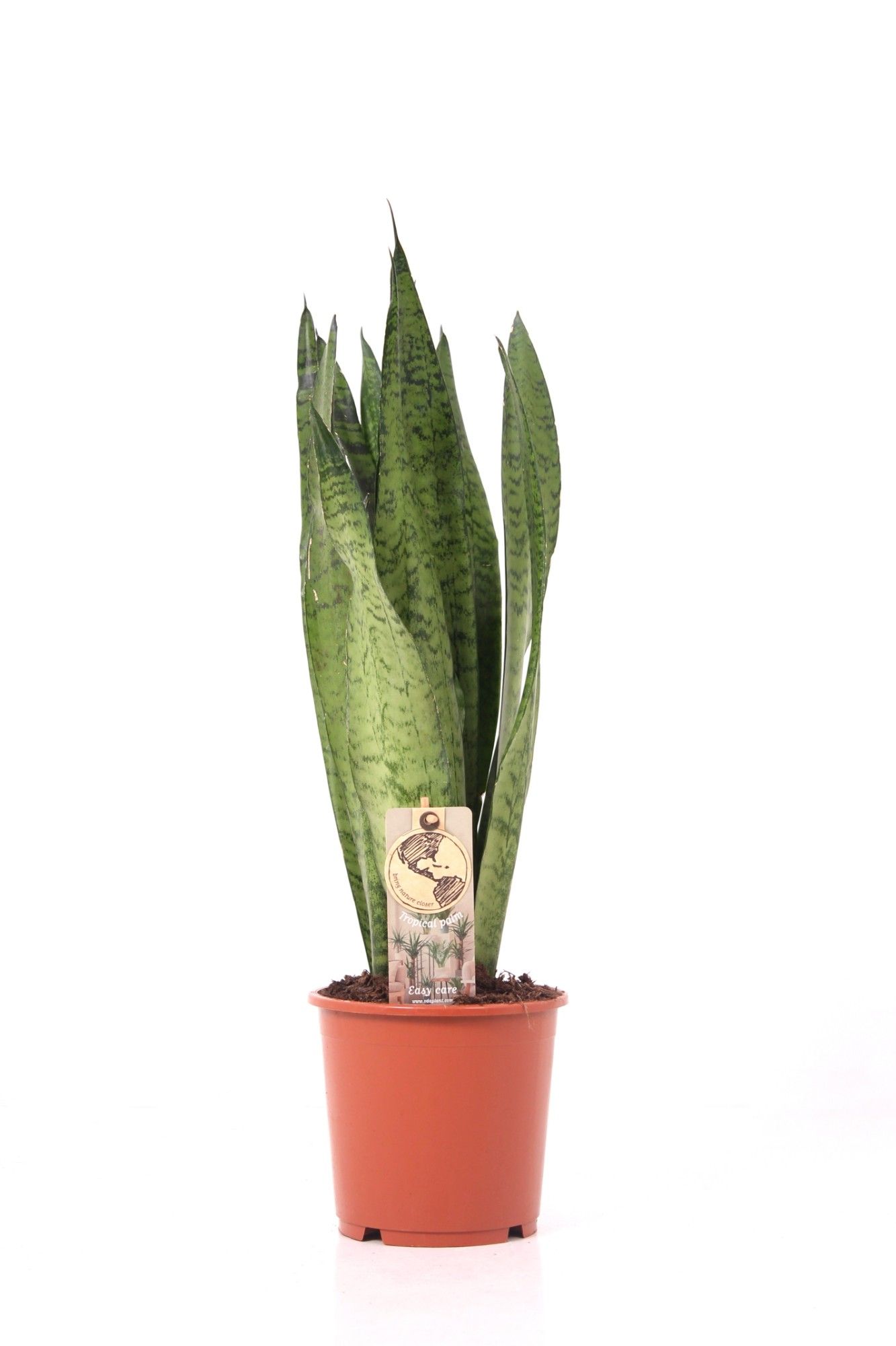 Sansevieria P17 Zeylanica, D 17