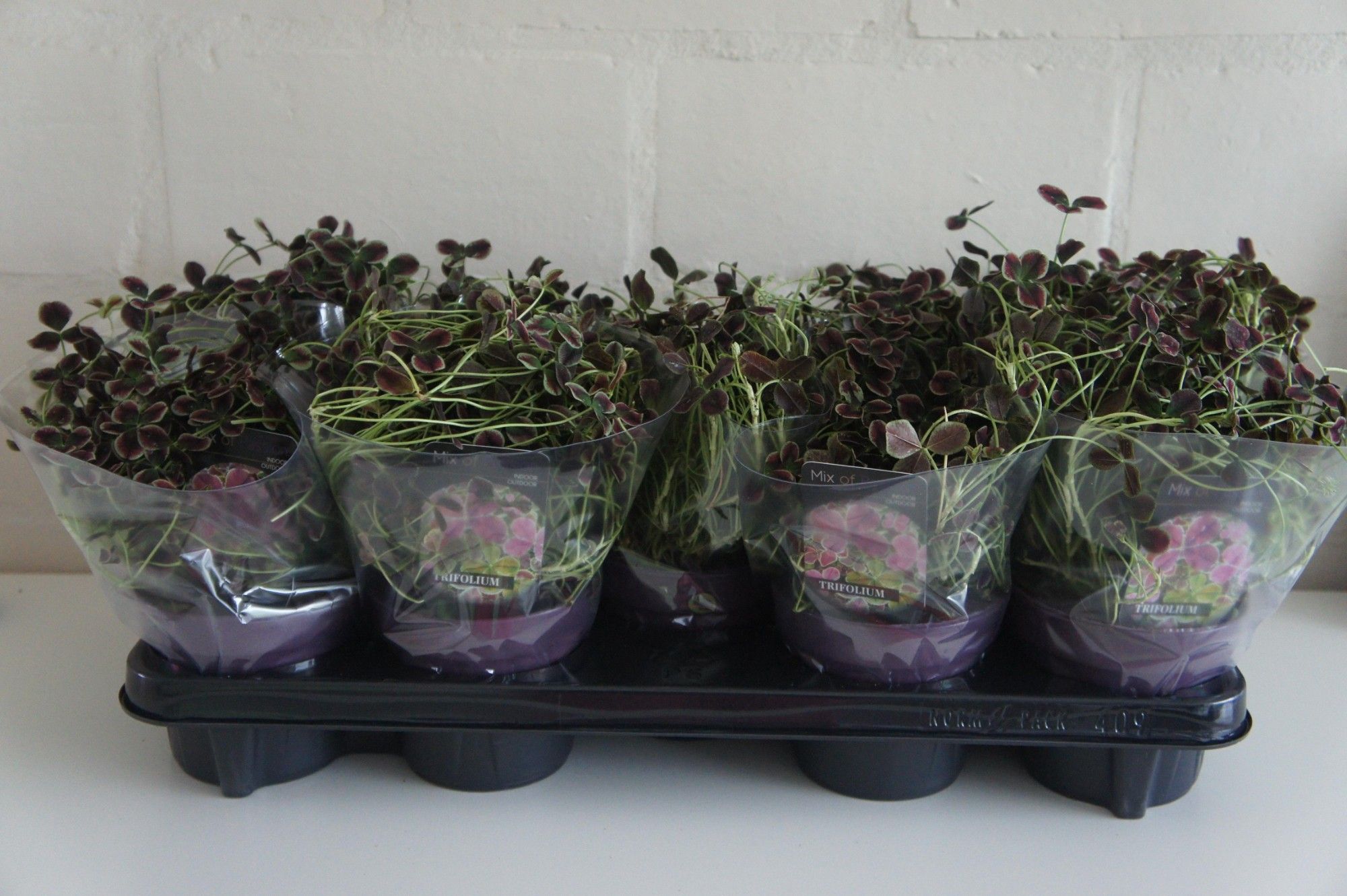 558 PLC : Pot 12 cm TRIFOLIUM IN GEMENGDE SOORTEN in floracup hoes, D 12