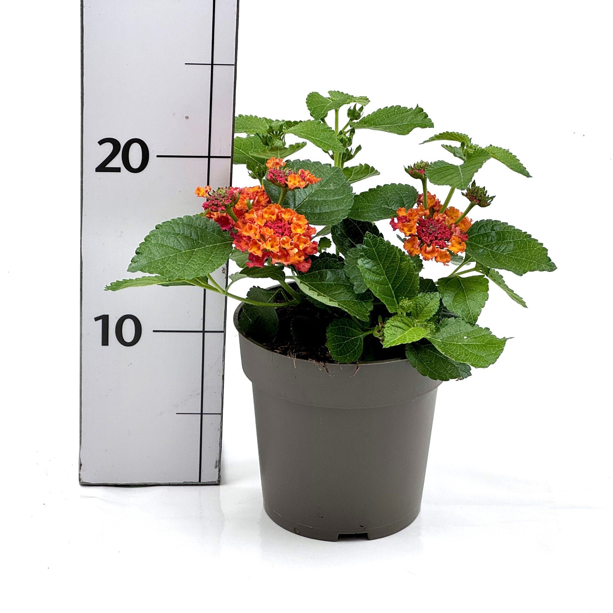 Lantana camara, D 12