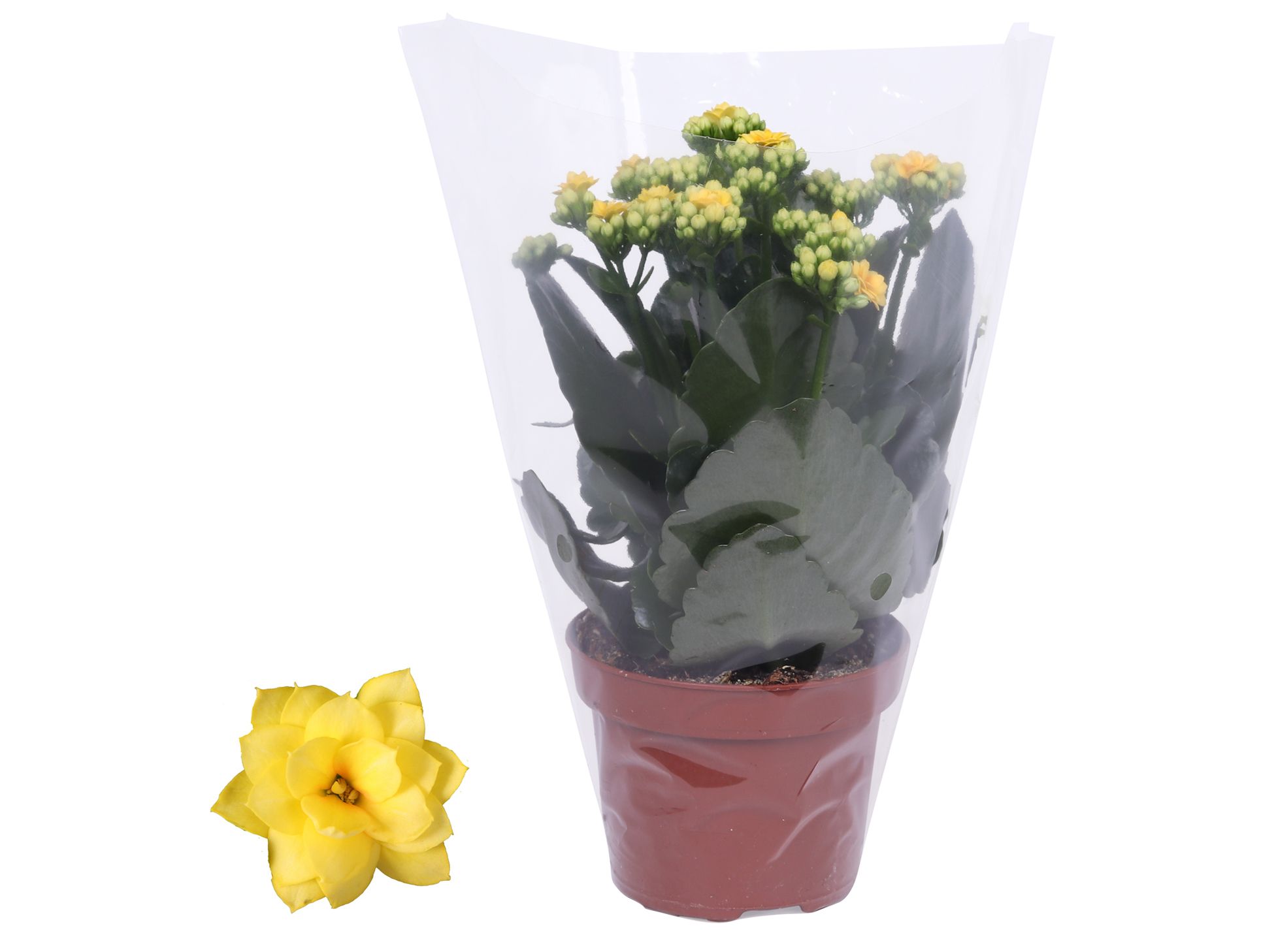 Kalanchoe Rosalina 12cm Don Amarillo geel, Blanco hoes, D 12 cm Kalanchoe Rosalina 12cm Don Amarillo geel, Blanco hoes, D 12 cm