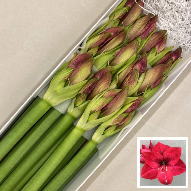 Амарилис Кассис (ярко-роз.) x12, шт.