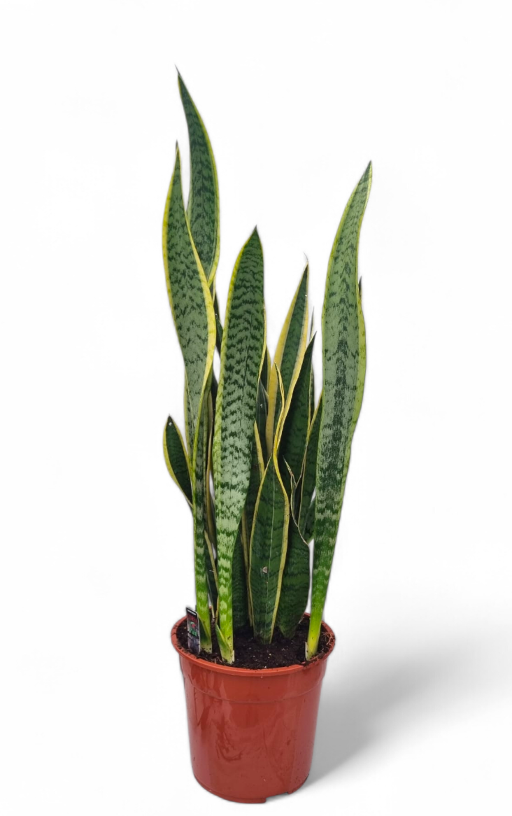 Sansevieria laurentii 27 cm, D 27