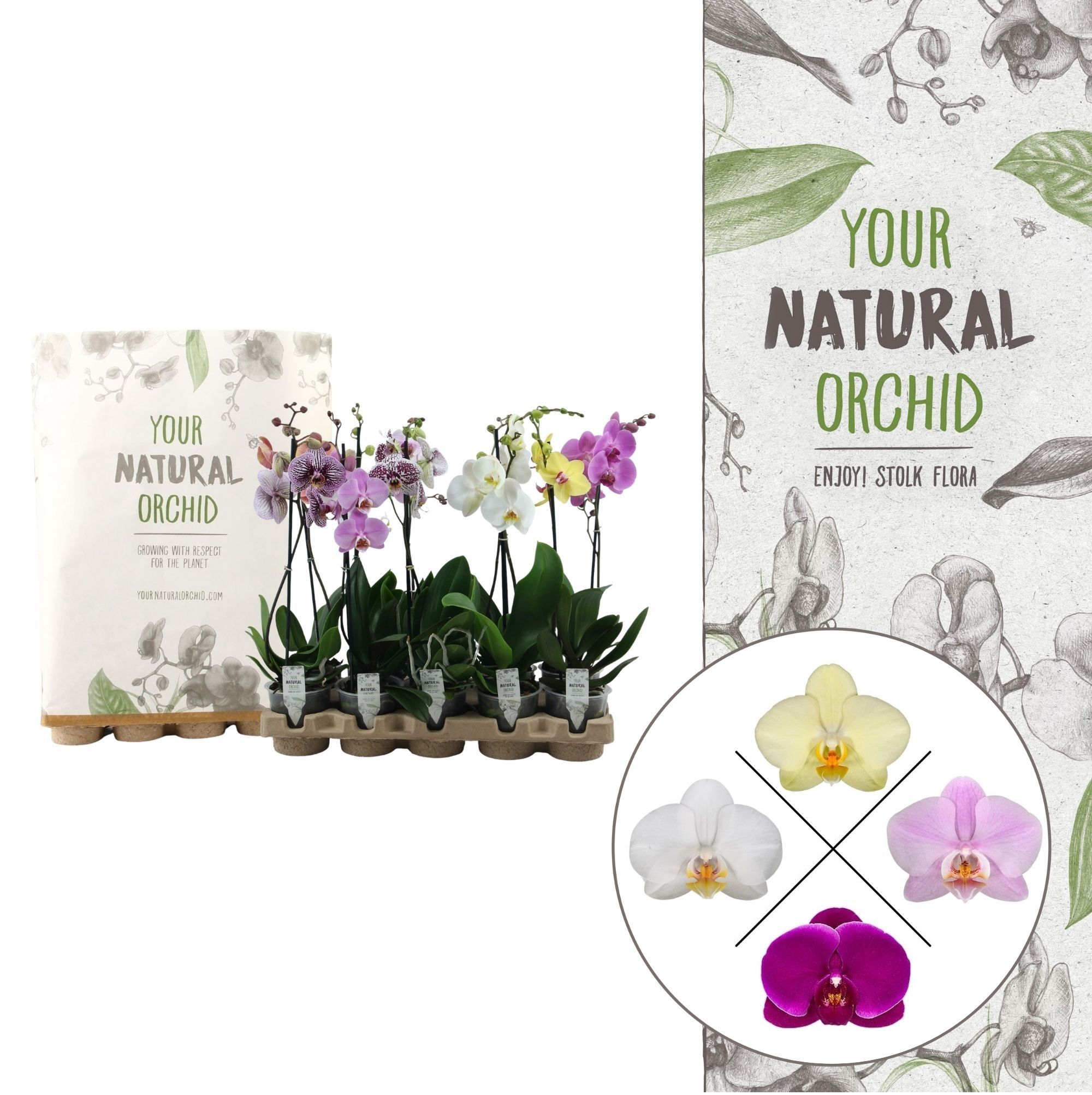 Your Natural Orchid | Eco mix 50cm | Phalaenopsis 2 spike, D 12 cm Your Natural Orchid | Eco mix 50cm | Phalaenopsis 2 spike, D 12 cm