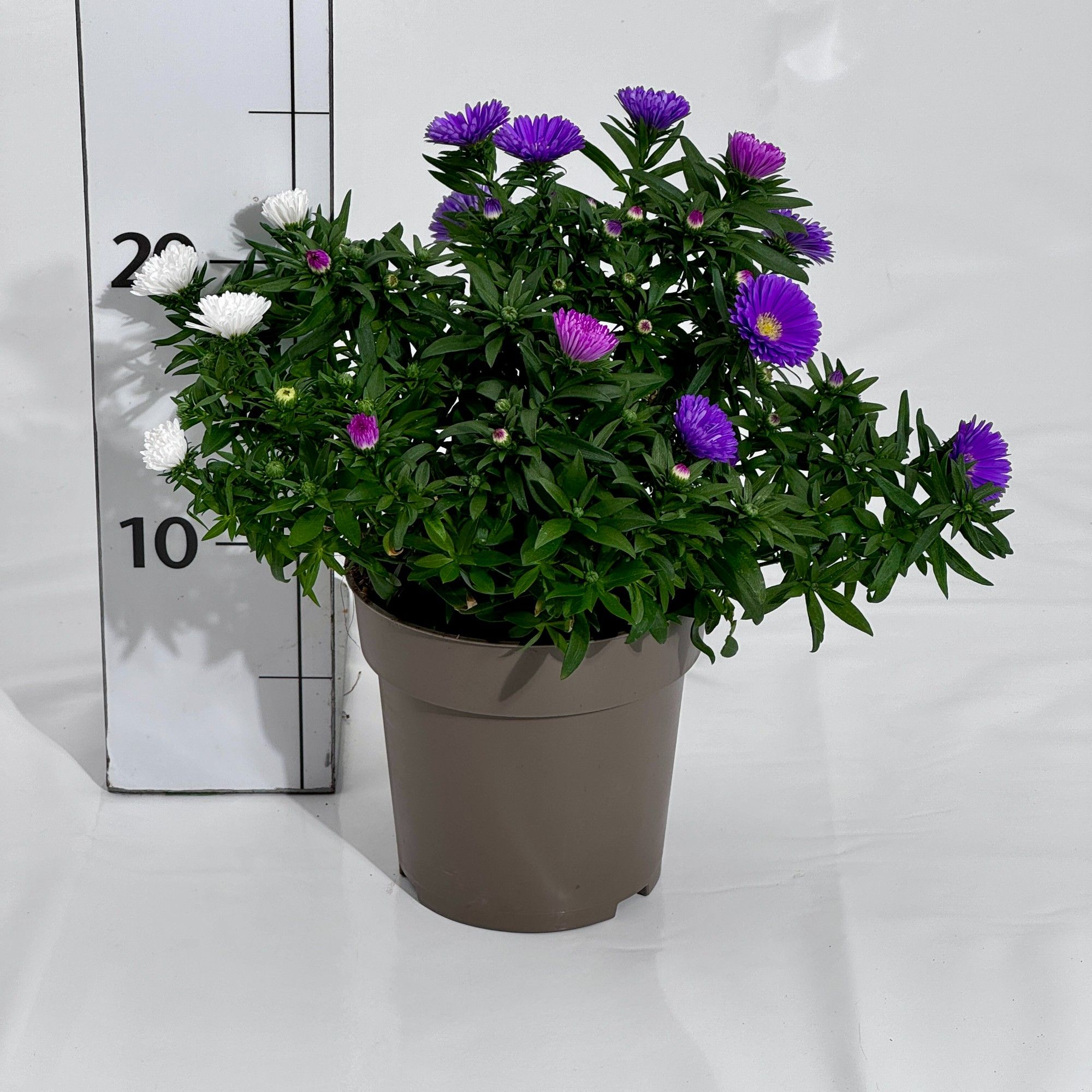 Aster novi-belgii Trio, D 12