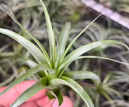 Гузмания Беркелей 6 10