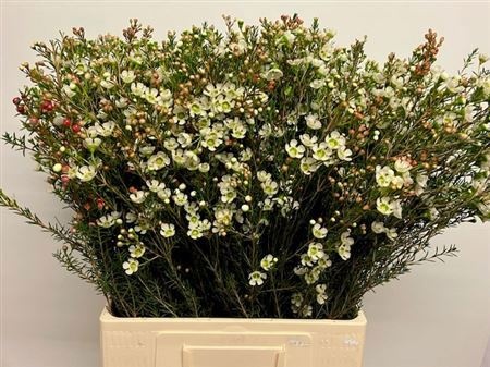 Шамелациум Сириус 70, шт.