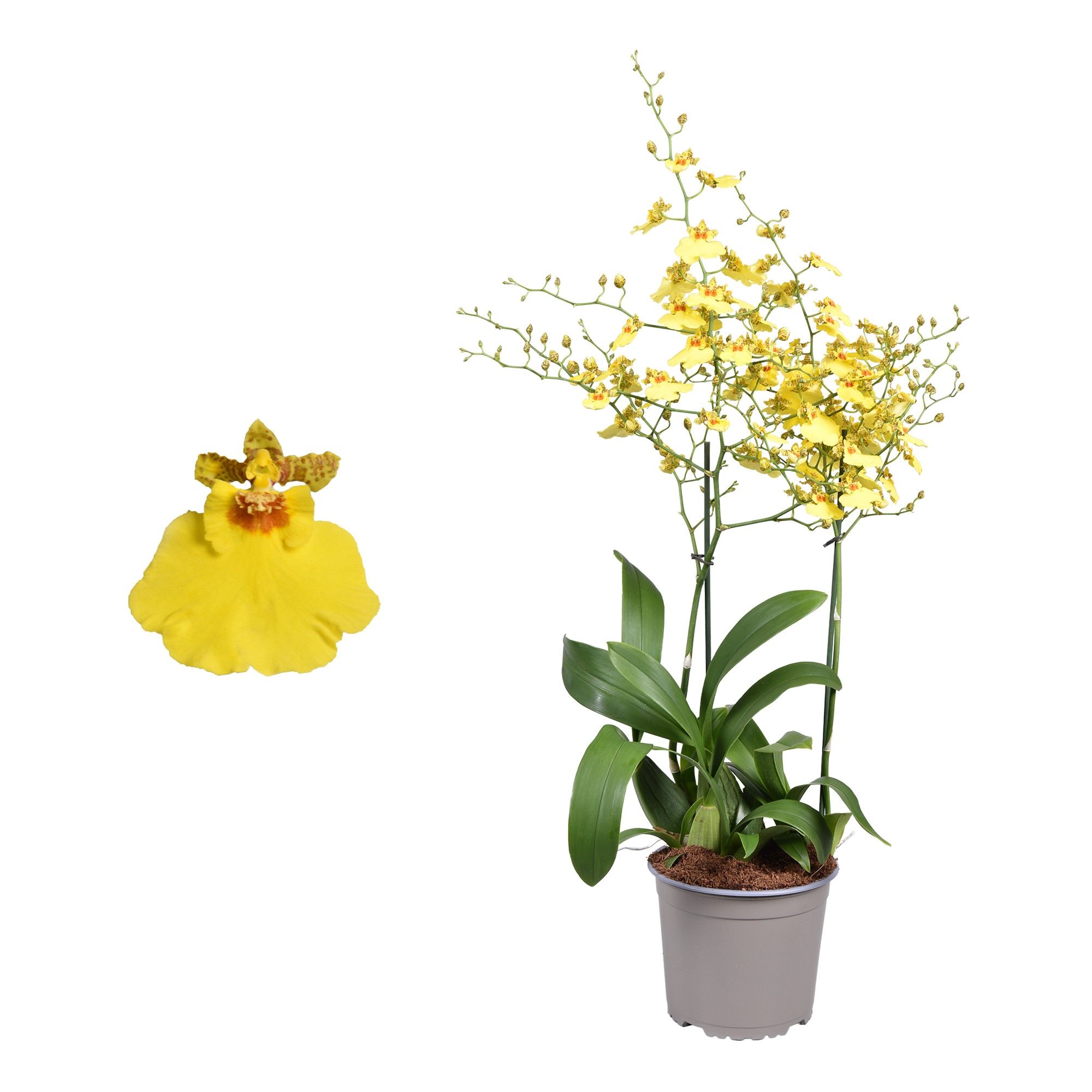Oncidium 'Münsterland Stern' toef 2 tak 17 cm, D 17