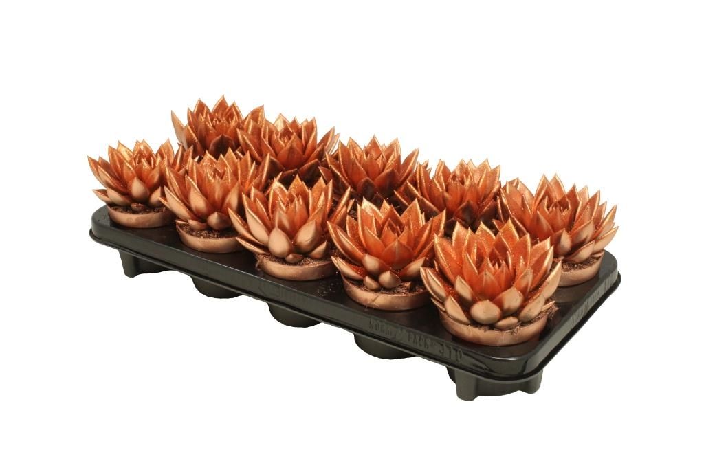 Miranda coloured bronze + Natureglit®, D 10,5