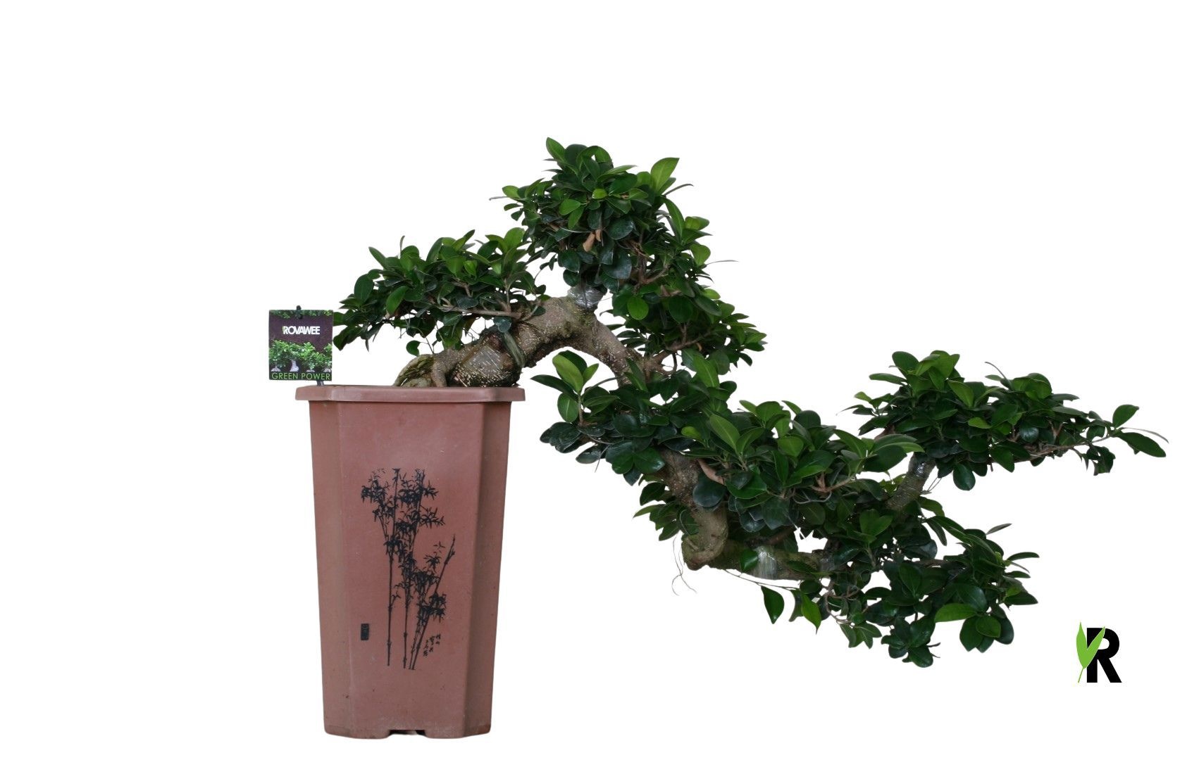 Ficus micr. cascade watervalvormig, D 24