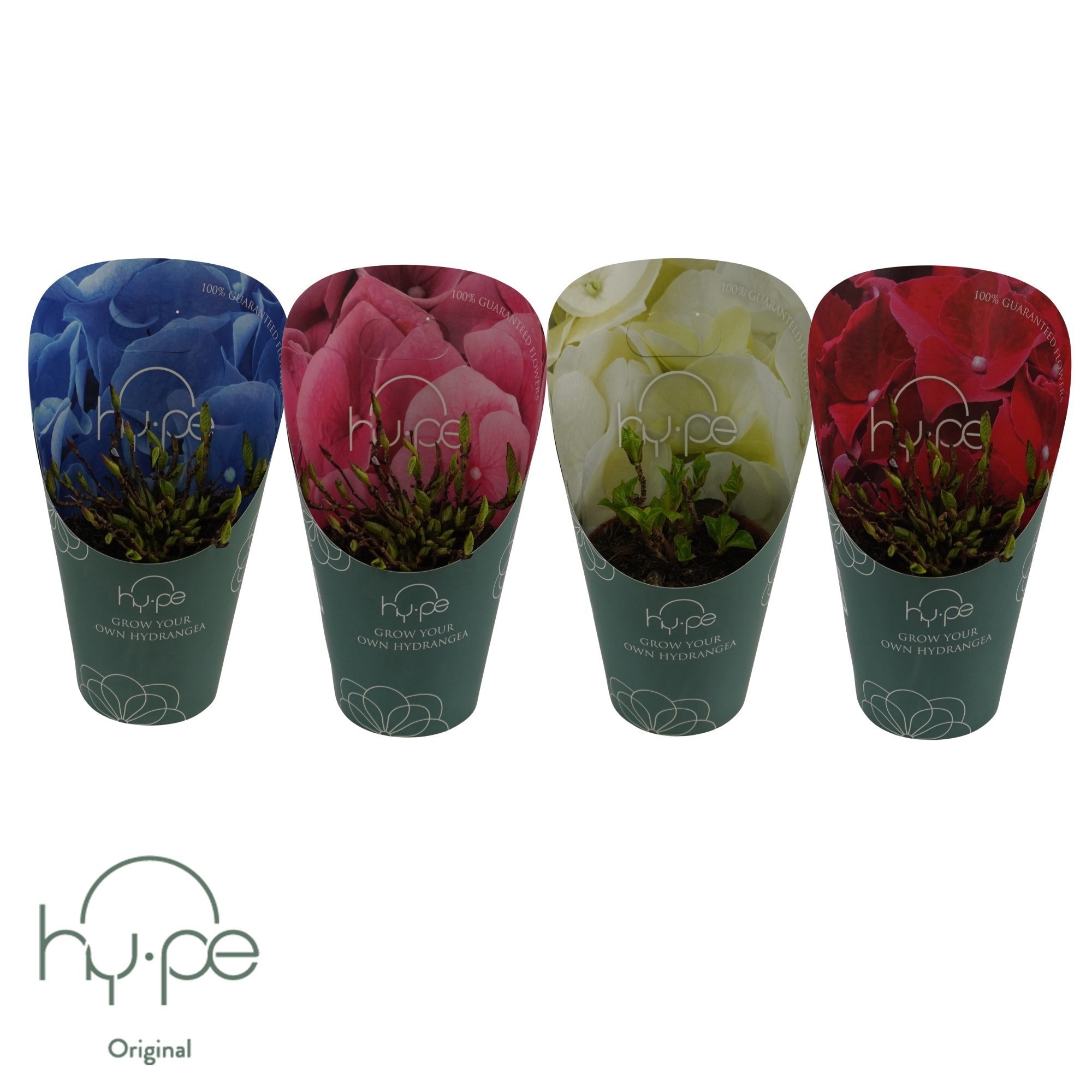 Grow Your Own Mophead Mix 7+ | Hy-pe Original, D 14