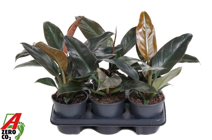 Philodendron Imperial Red P13, D 13