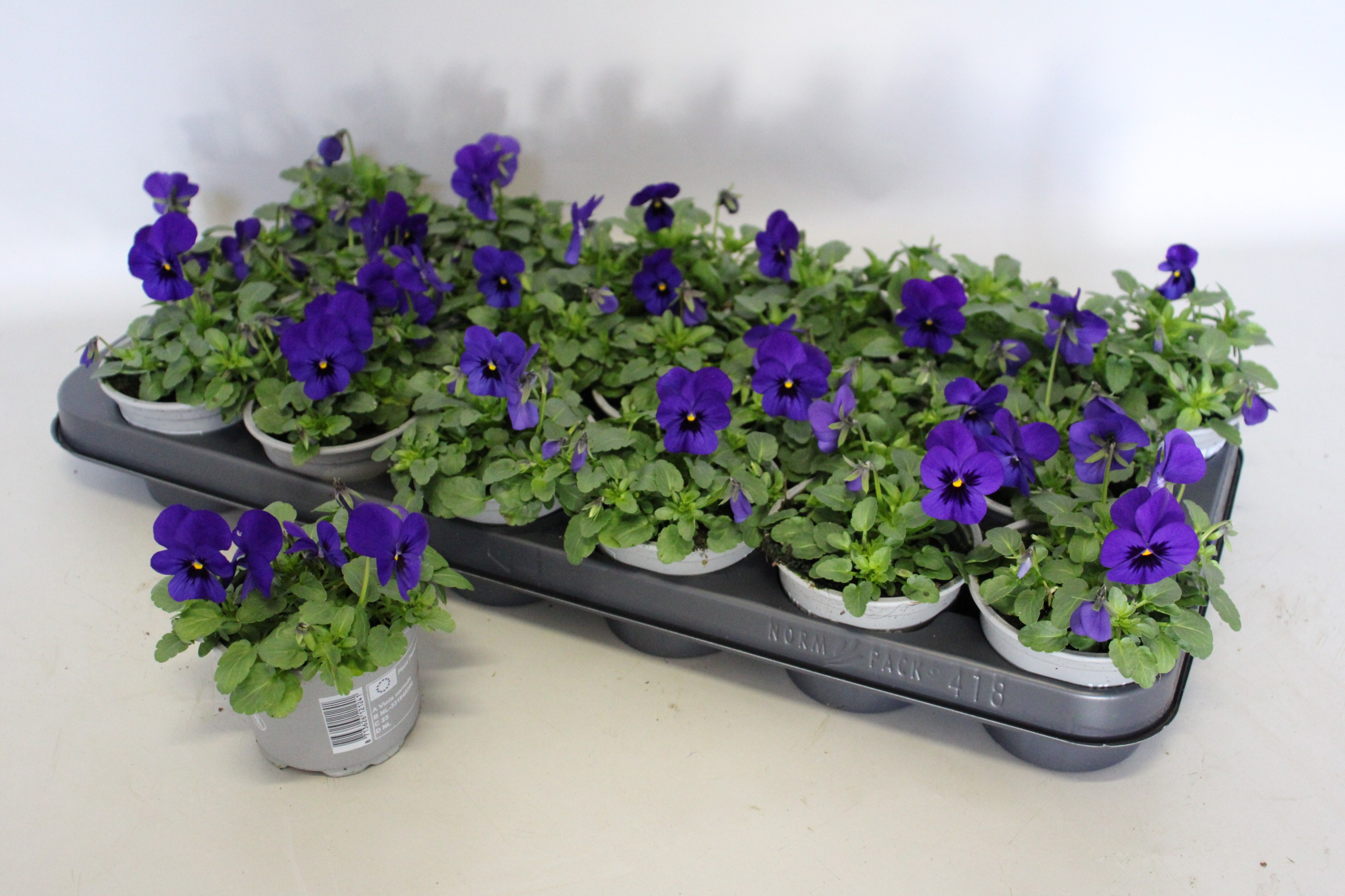 Viola cornuta 9 cm Deep Blue, D 9 cm Viola cornuta 9 cm Deep Blue, D 9 cm