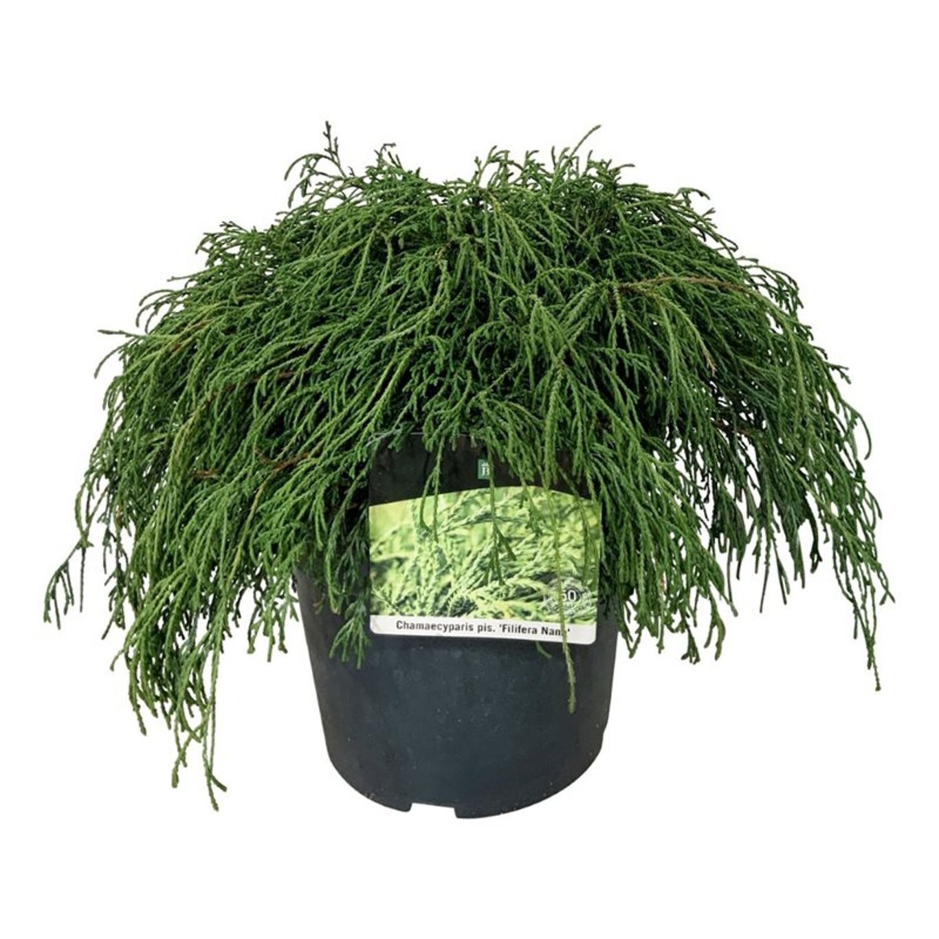 Chamaecyparis p. 'Filifera Nana', D 24