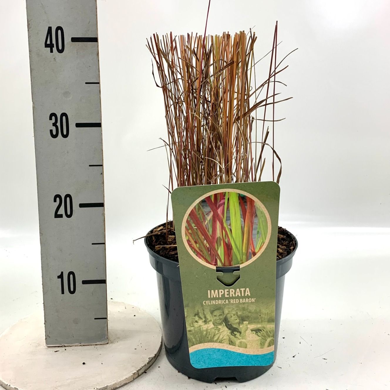 Imperata cyl. 'Red Baron', D 19