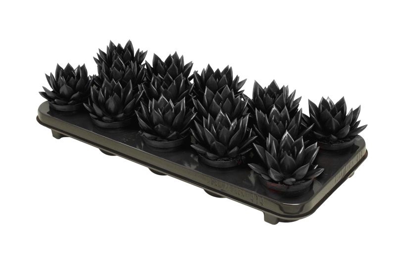 Miranda coloured black, D 8,5