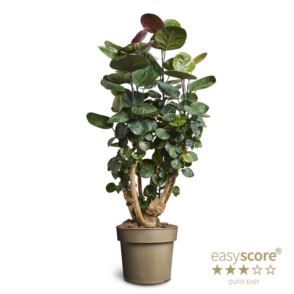 POLYSCIAS BALFOURIANA 'FABIAN', D 24 cm