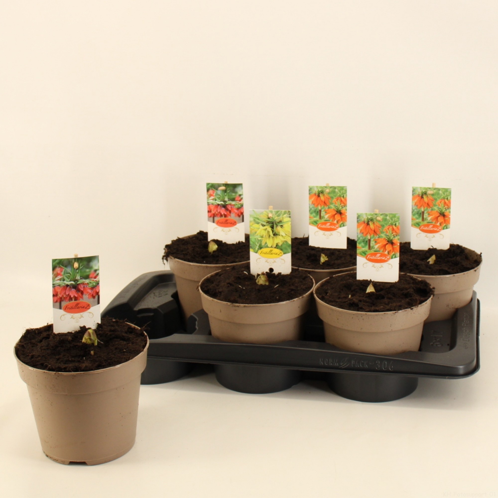 Fritillaria Gemengd, D 17