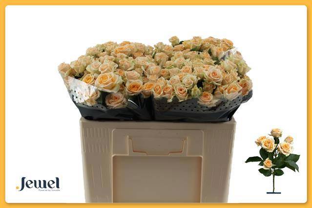 Роза куст. Тринити 50, шт.