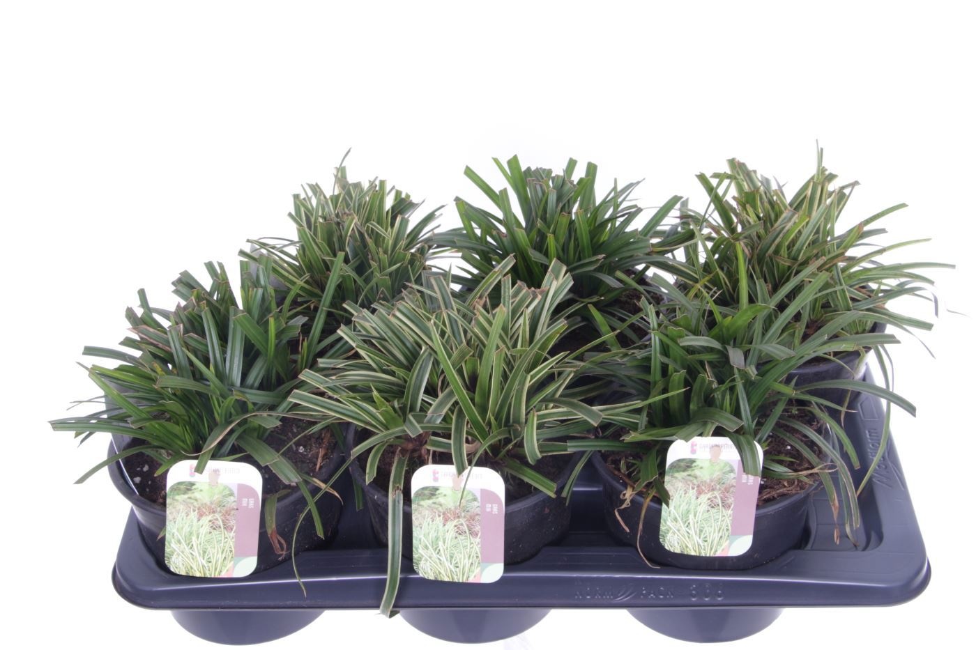 Carex morrowii Ice Dance, D 17