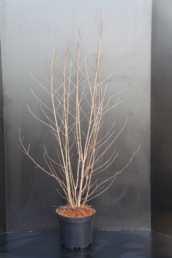 Cornus kousa chinensis, D 29