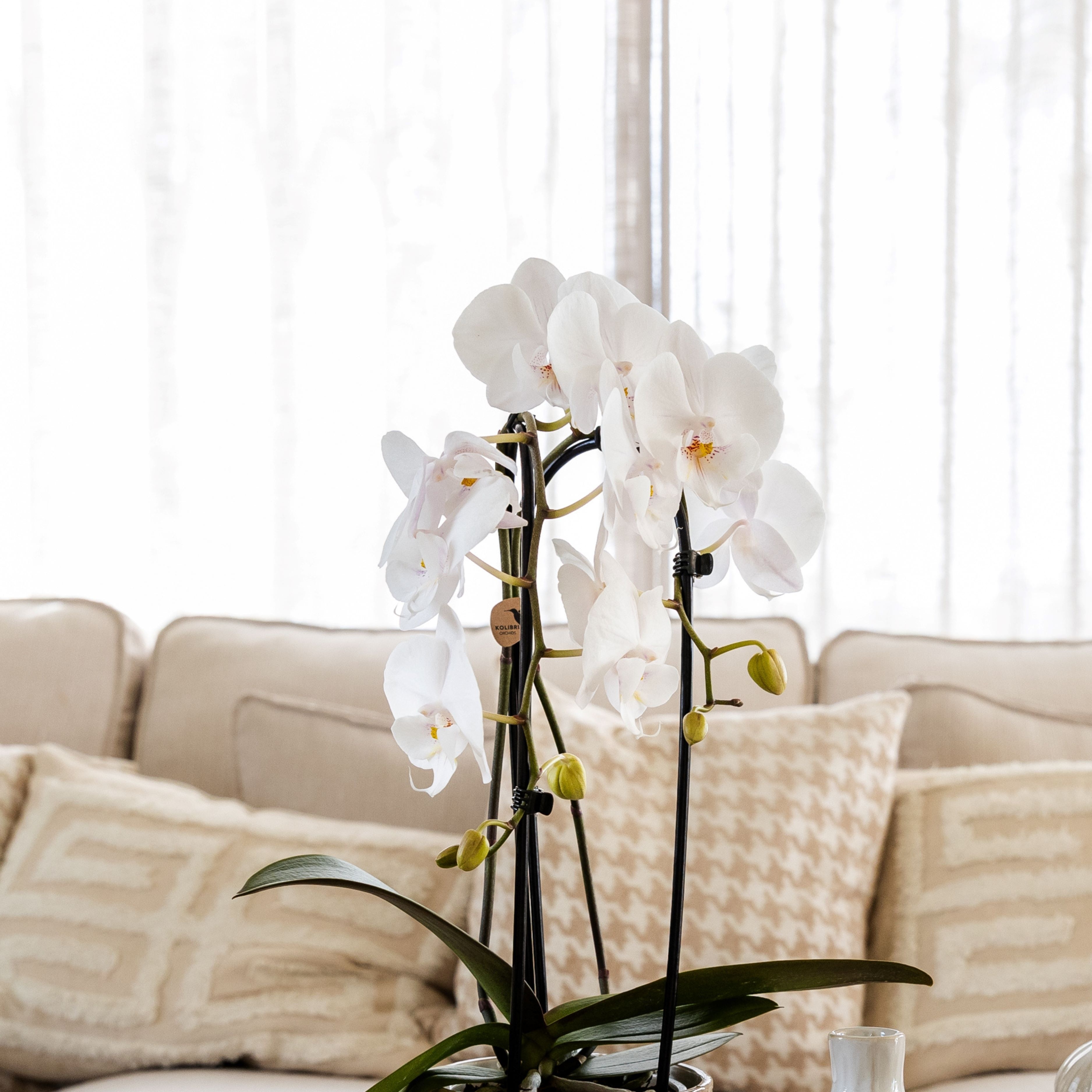 Kolibri Orchids Cascade Niagara Fall white 2 spike in Ancient pot brown mix, D 12