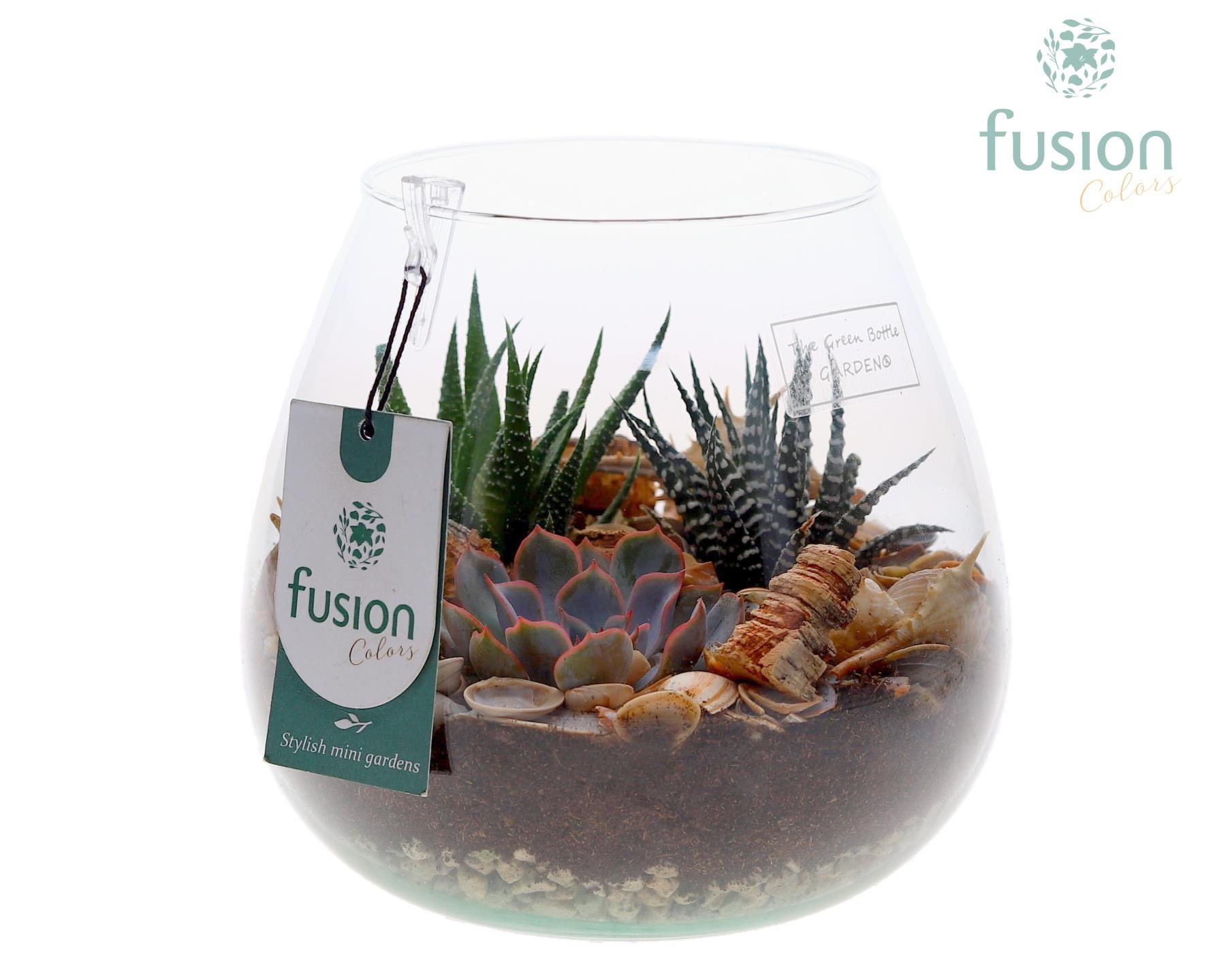 Green Bottle Abby Medium Maritiem met Succulenten, D 19